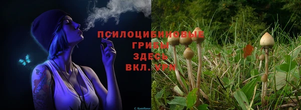 стаф Ладушкин